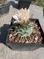 Preview: Turbinicarpus schwarzii